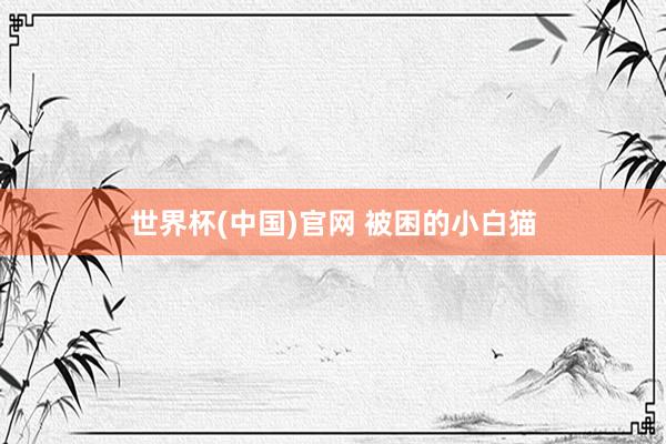 世界杯(中国)官网 被困的小白猫