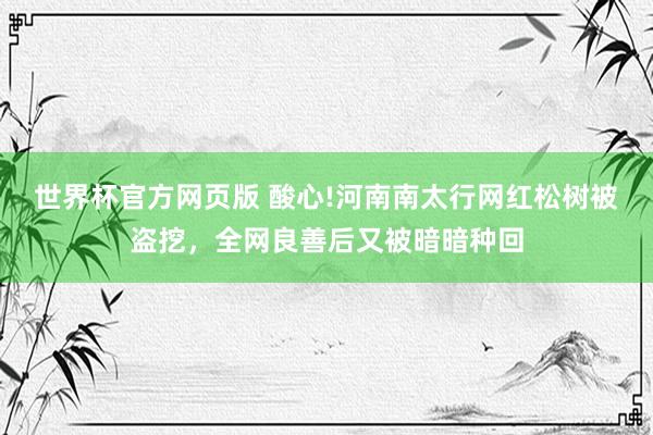 世界杯官方网页版 酸心!河南南太行网红松树被盗挖,全网良善后又被暗暗种回